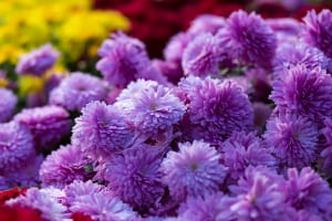 Purple Mums For Planting
