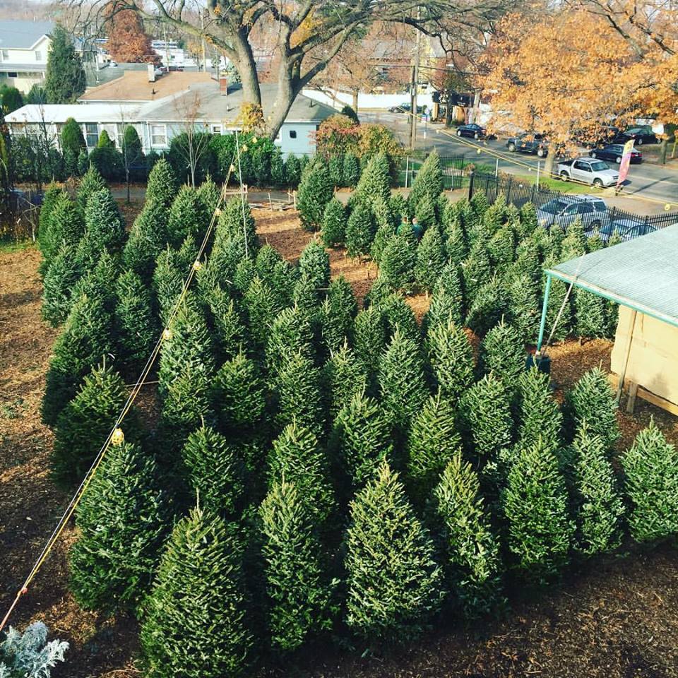 CHRISTMAS TREES AND WREATHS ARE IN!