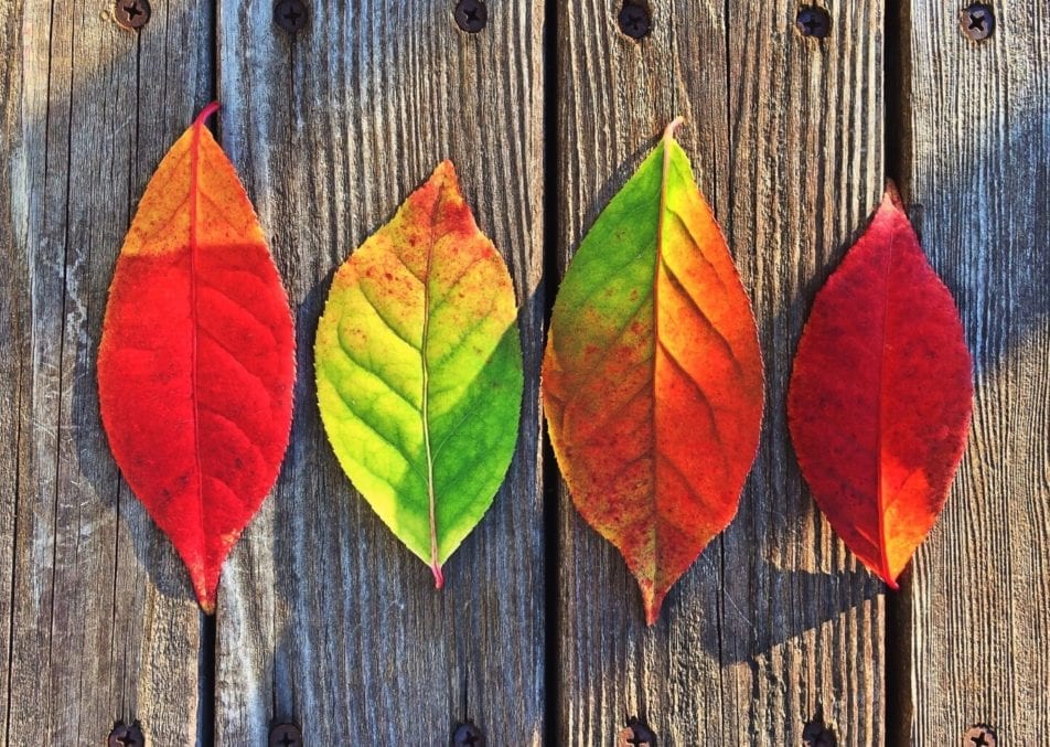 WHY DO LEAVES CHANGE COLOR?