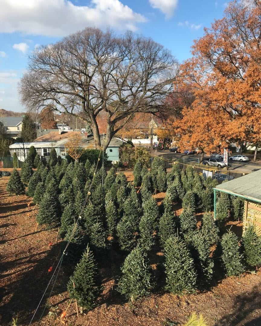 Christmas Trees at Wiesner’s