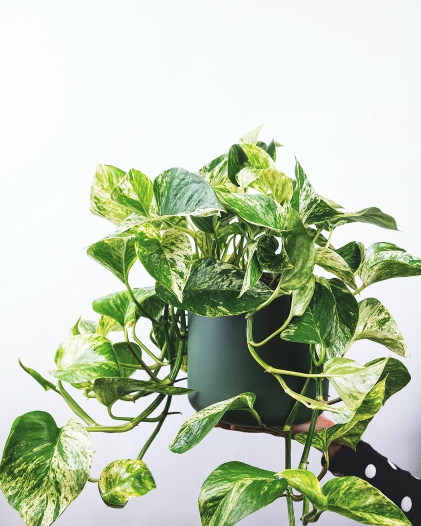 Clean The Air You Breathe With House Plants