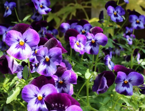 Winter Pansies