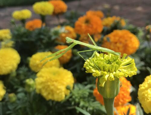 Best Flowers to Plant in the Spring