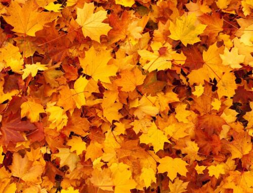 Best Fall Colors in Staten Island
