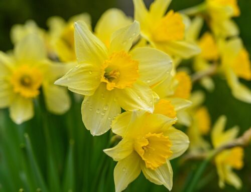 Top 5 Spring Bulbs to Plant This Fall for Early Spring Color